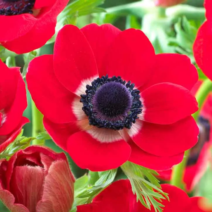 Anemone Bulbs - Red