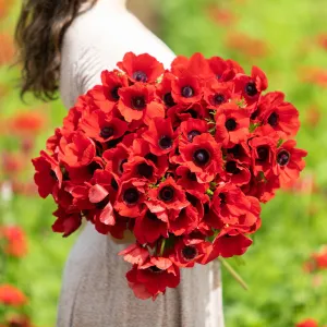 Anemone Bulbs - Red