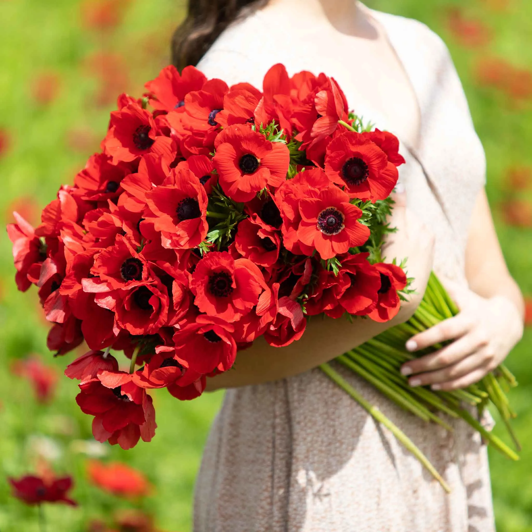 Anemone Bulbs - Red