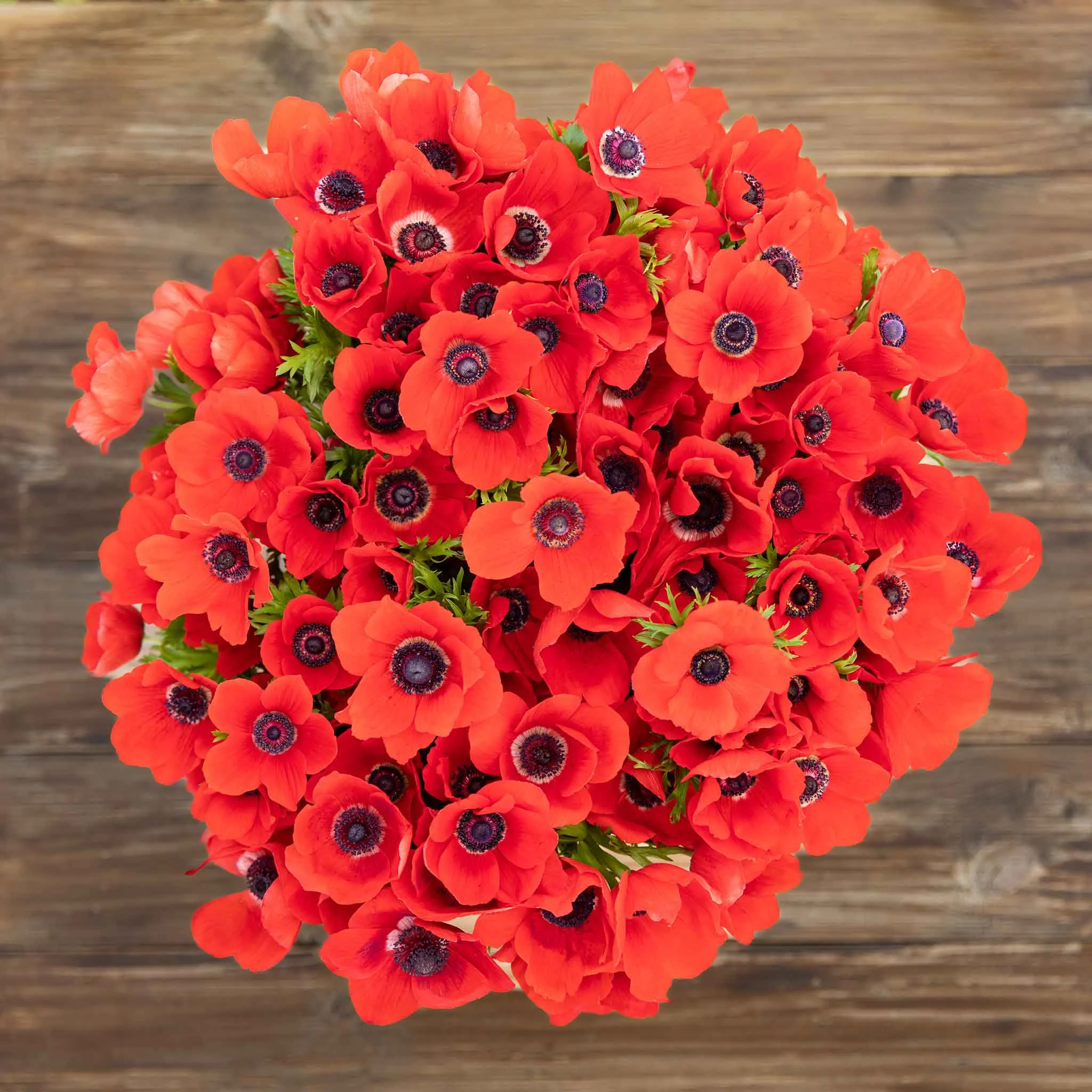 Anemone Bulbs - Red
