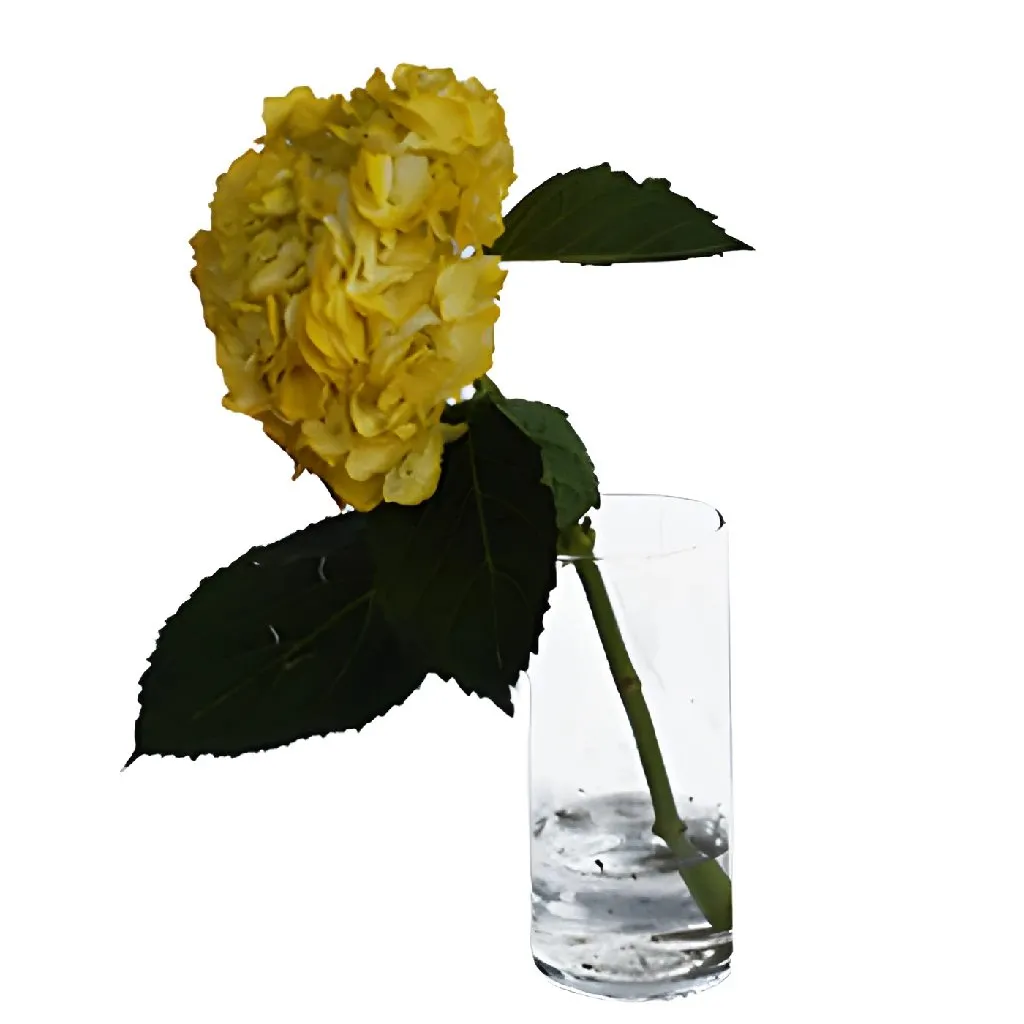 Bronze Yellow Enhanced Hydrangea Flower