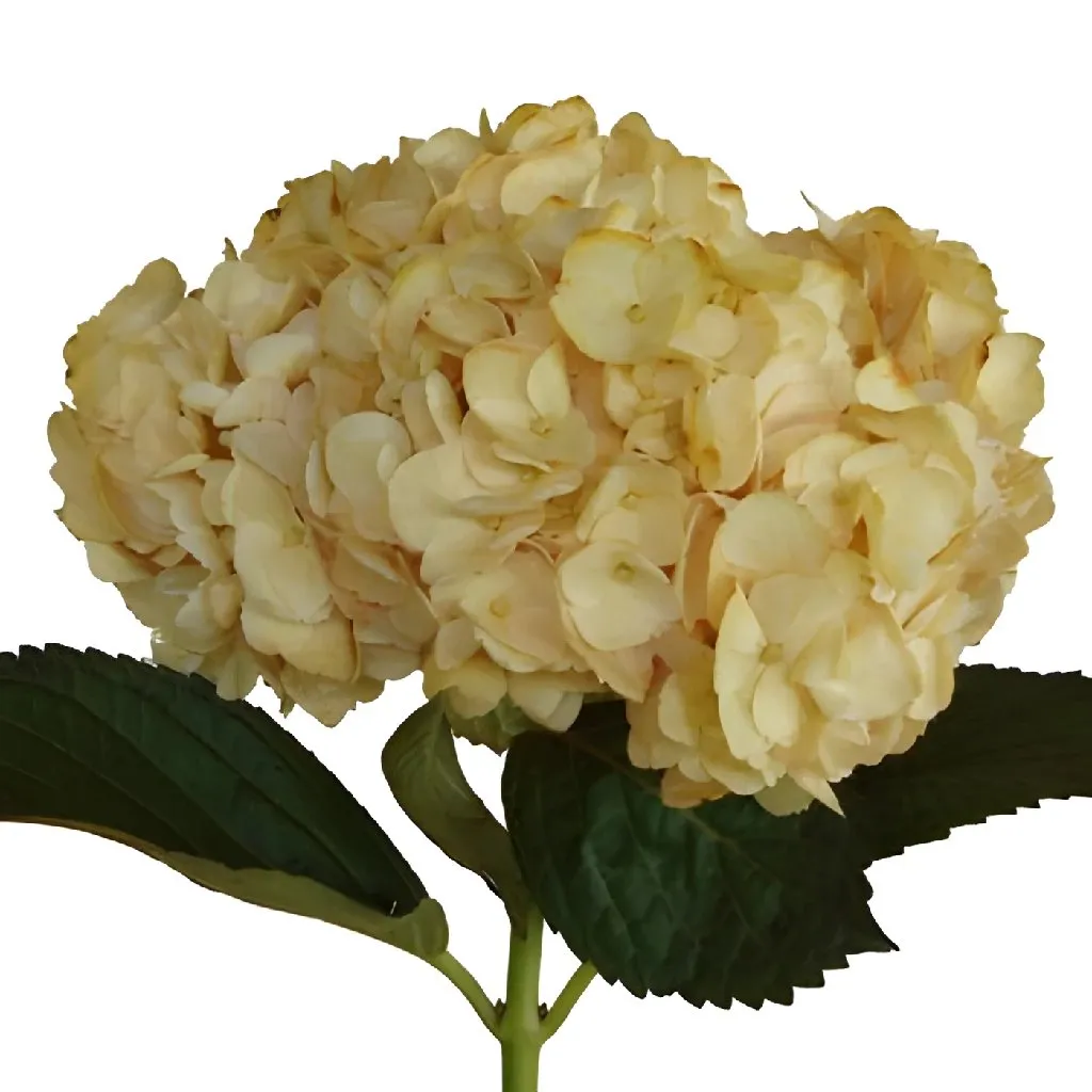 Bronze Yellow Enhanced Hydrangea Flower