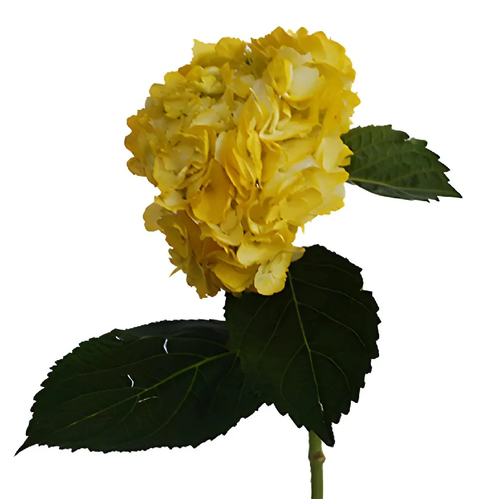 Bronze Yellow Enhanced Hydrangea Flower