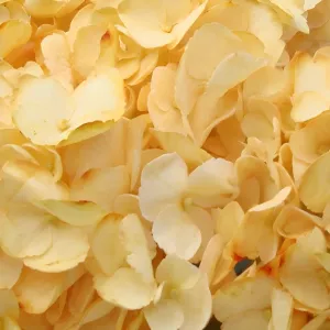Bronze Yellow Enhanced Hydrangea Flower