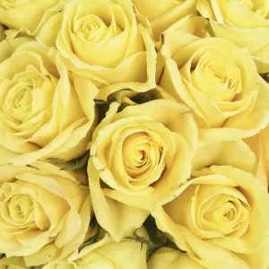 Butter Yellow Valentines Day Rose Special
