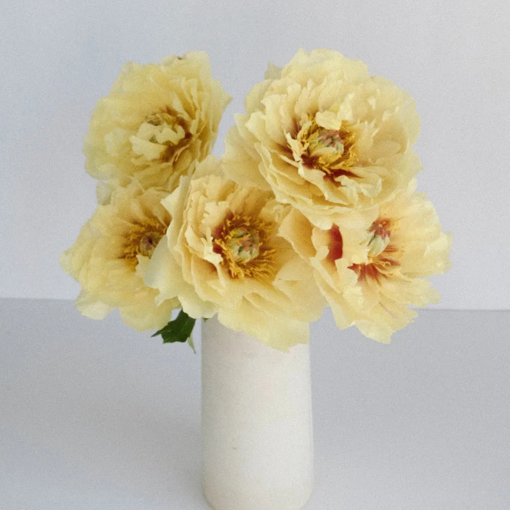 Garden Treasure Peonies for April Delivery