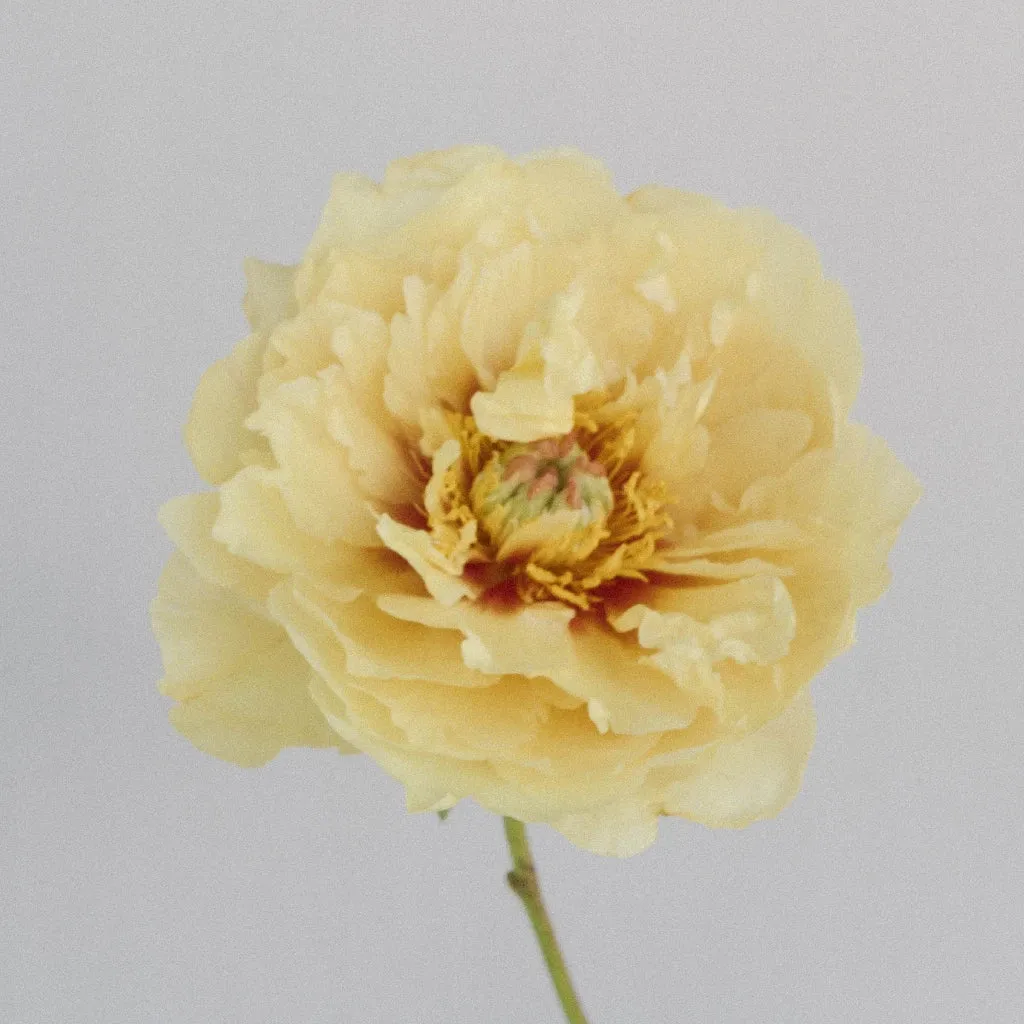 Garden Treasure Peonies for April Delivery