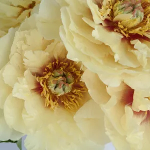 Garden Treasure Peonies for April Delivery