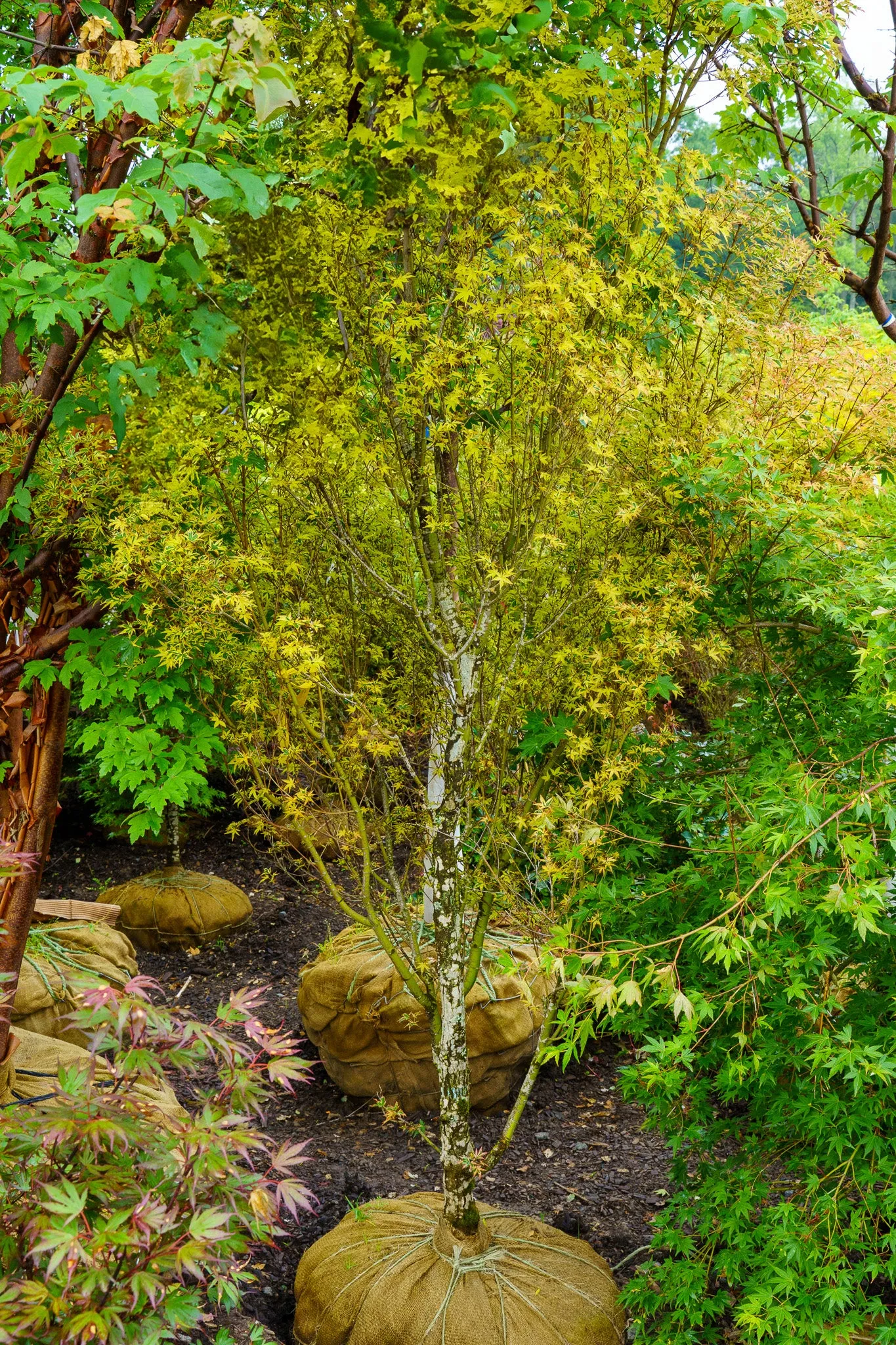 Sojo No Mai Variegated Japanese Maple