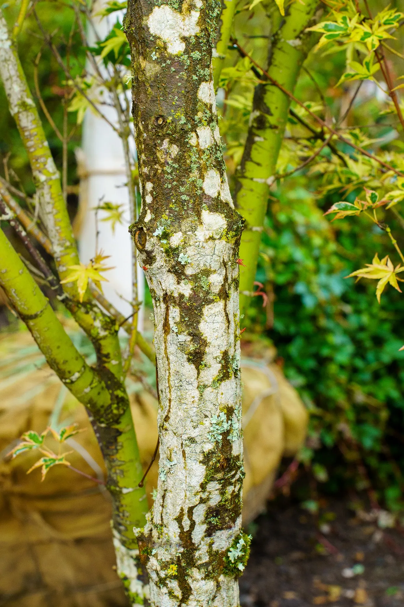 Sojo No Mai Variegated Japanese Maple