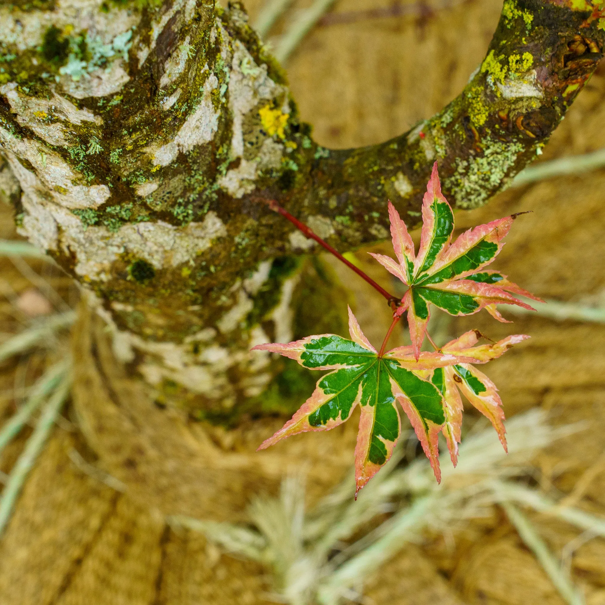 Sojo No Mai Variegated Japanese Maple