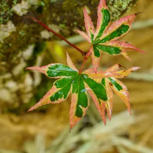 Sojo No Mai Variegated Japanese Maple