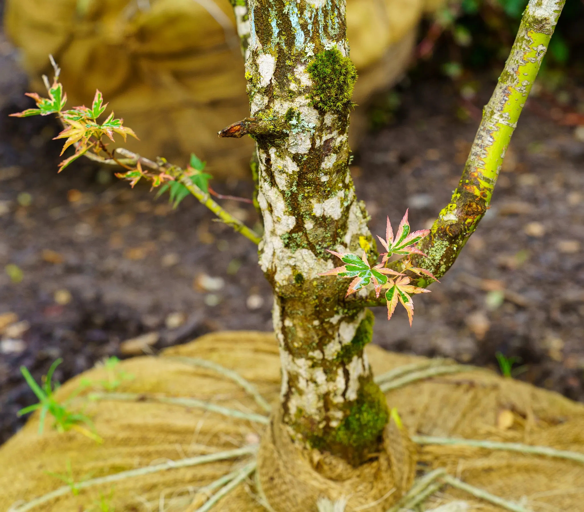 Sojo No Mai Variegated Japanese Maple