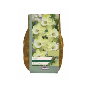 Taylors 1.5kg Narcissus Binkie Carri-pack