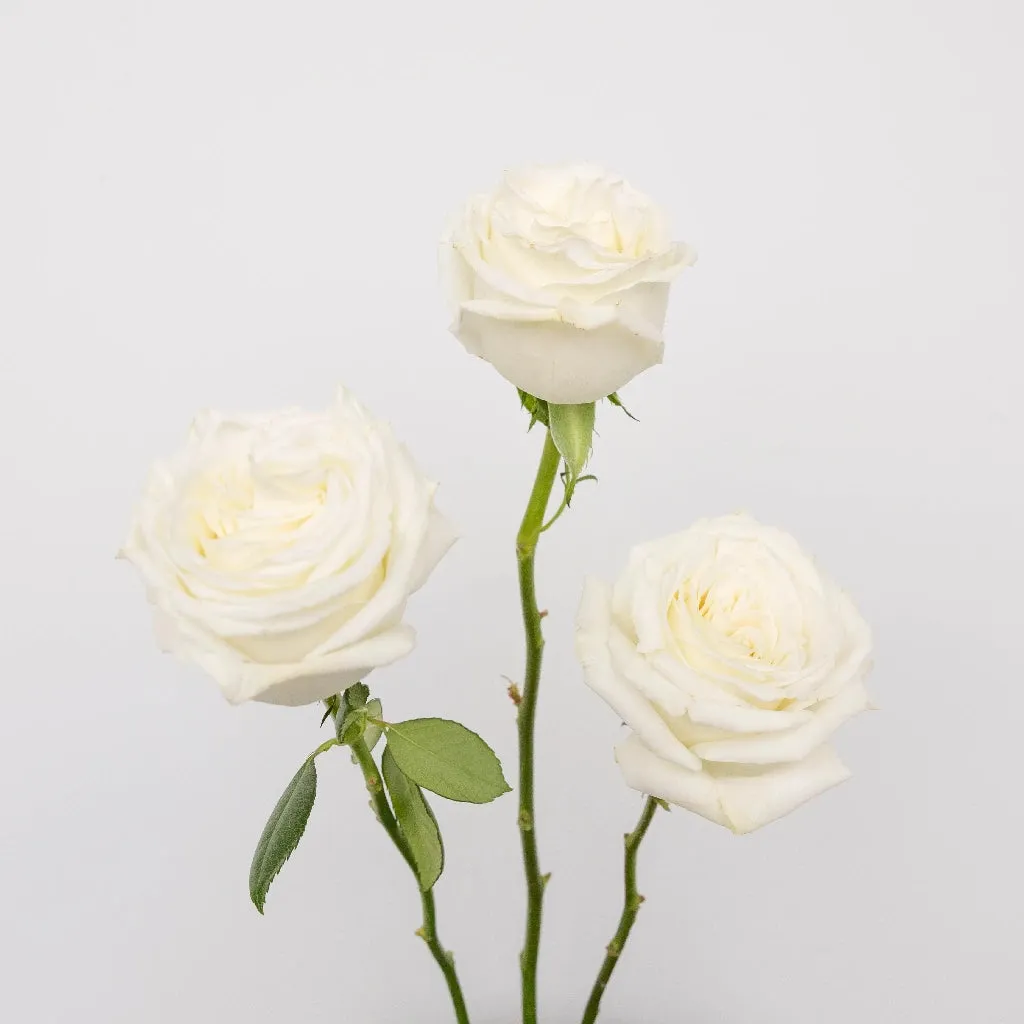 White Rose Valentines Day Special