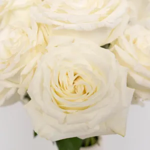 White Rose Valentines Day Special