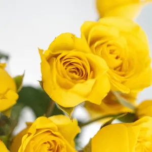 Yellow Spray Roses