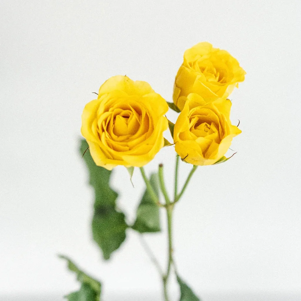 Yellow Spray Roses